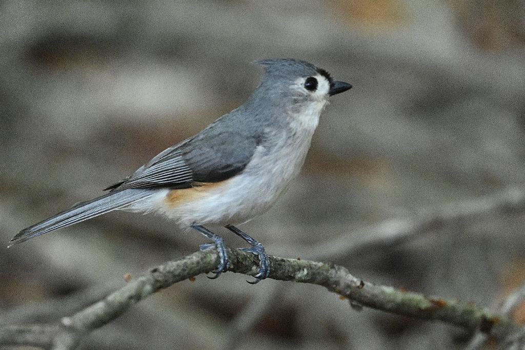2025-05087877 Ipswitch River Wildlife Sanctuary, MA.JPG - Tufted Titmouse. Ipswitch River Wildlife Refuge, MA, 5-8-2025